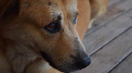 Defensoría Animalista de luto tras asesinato de activista en Culiacán