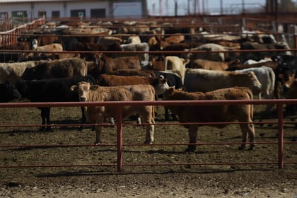 Estados Unidos suspende entrada de exportaciones de ganado mexicano por plaga de gusano barrenador