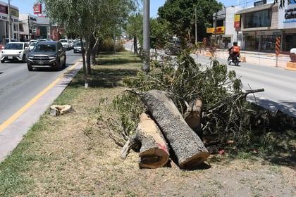 Tala de árboles desata protestas en Torreón; autoridades niegan deforestación