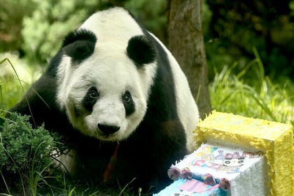 Pandita Xin Xin (EL UNIVERSAL)