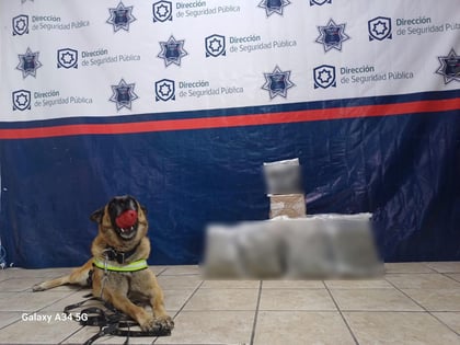 Unidad K9 asegura droga oculta en paquetes de mensajería en la zona centro de Torreón