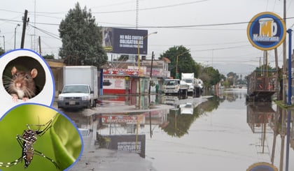 ¿Cómo prevenir plagas de insectos en temporadas de lluvias?