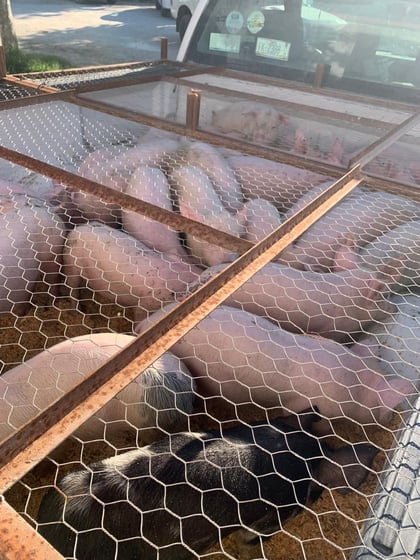 Impulsa Ayuntamiento de Gómez Palacio el desarrollo en el campo con entrega de paquetes porcinos