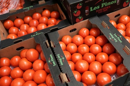 ¿Quiénes son los productores de tomate en Florida que lograron arancel contra México?