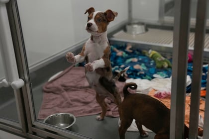 Perros rescatados de las inundaciones en Texas llegan a refugio de Chicago