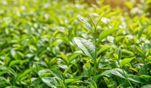 Imagen Los microbios que albergan las raíces de la planta del té determinan su calidad