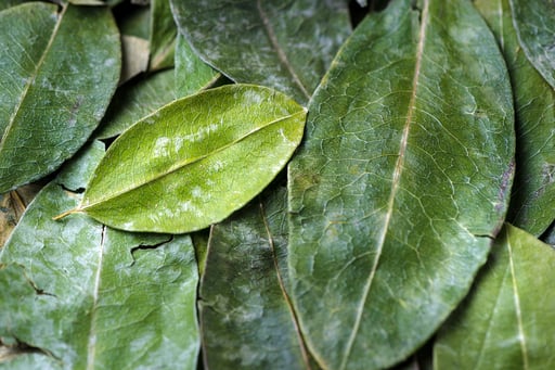 Imagen El uso médico de la hoja de coca