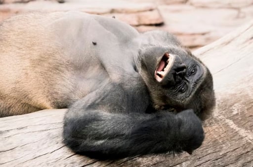 Imagen Los grandes simios, como los humanos, provocan a sus compañeros en broma