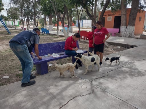 A fin de evitar la proliferación de las garrapatas y con ello los casos de rickettsia, la dirección de Salud Municipal en Gómez Palacio continúa con las campañas de prevención con la desparasitación de las mascotas.