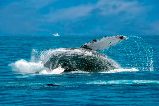 Imagen La menopausia explica por qué algunas ballenas viven tanto tiempo