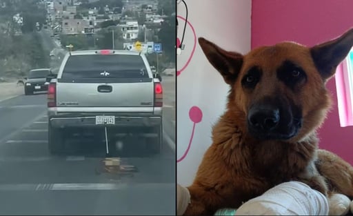 Imagen Rescatan a Coqueta, perrita que fue arrastrada por camioneta en Guanajuato