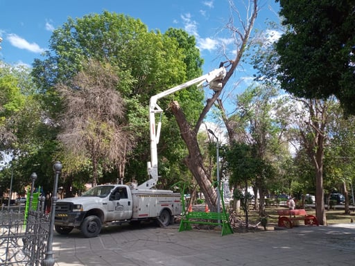 Retiro de un árbol ubicado en el interior de la Plazuela Benito Juárez. (DIANA GONZÁLEZ)