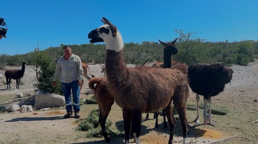 Imagen Mueren animales exóticos del Zoológico Municipal de Monclova