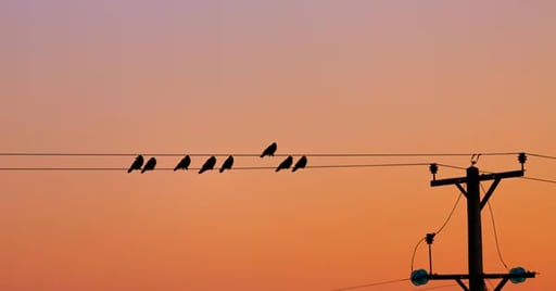 Imagen Las aves expuestas al ruido del tráfico desde polluelos sufren secuelas de por vida