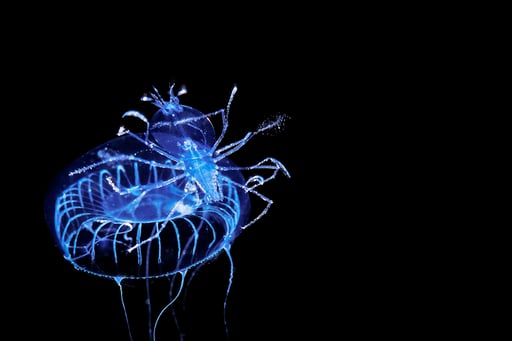 Imagen La bioluminiscencia evolucionó por primera vez en animales hace 540 millones de años