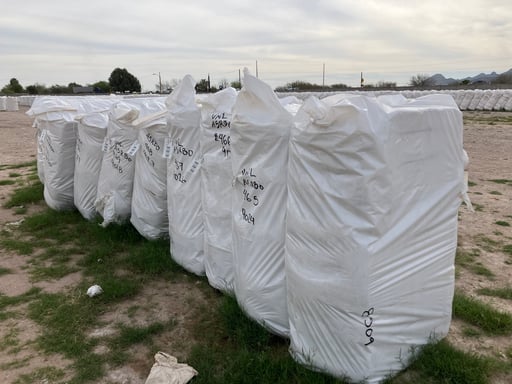 Imagen Productores de algodón en San Pedro se preparan para asegurar el precio de sus cosechas