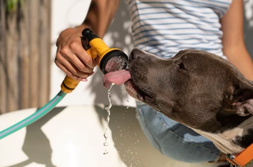 Imagen Recomendaciones para proteger a tus mascotas del calor