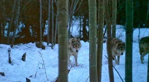 Imagen Never Cry Wolf, una aventura por la tundra
