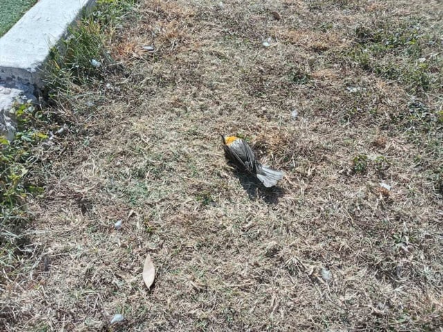Reportan 'muchas' aves muertas esparcidas en Lerdo tras pirotecnia por Año Nuevo