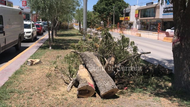 Esta mañana comenzaron a verse algunas labores de retiro de árboles que se localizan en el camellón del bulevar Independencia, para permitir la construcción del paso inferior vehicular del sistema vial Abastos-Independencia de esta ciudad.

De acuerdo con el diagnóstico de dependencias involucradas en la obra, son 47 árboles los que se van a talar, por lo que estas labores ya se llevan a cabo, sobre todo en el caso de los que ya están más dañados.