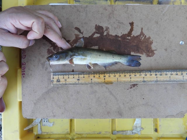 Investigadores de la UJED describen nueva especie de pez en el río Nazas; tenía cinco millones de años oculta