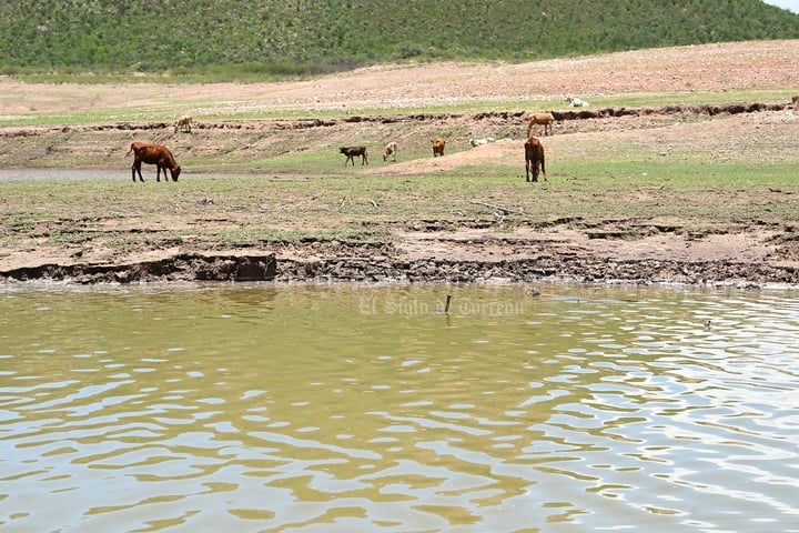 El Palmito tiene sed: la presa más grande de La Laguna enfrenta una nueva sequía