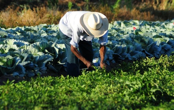 Productor agrícola. (ARCHIVO)