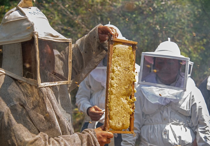 En la última década se registró una producción anual promedio de 59 mil toneladas de miel. (ARCHIVO)