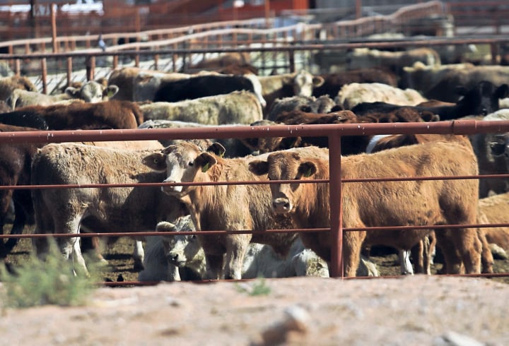 Gusano barrenador, Unión Ganadera de Durango exige soluciones