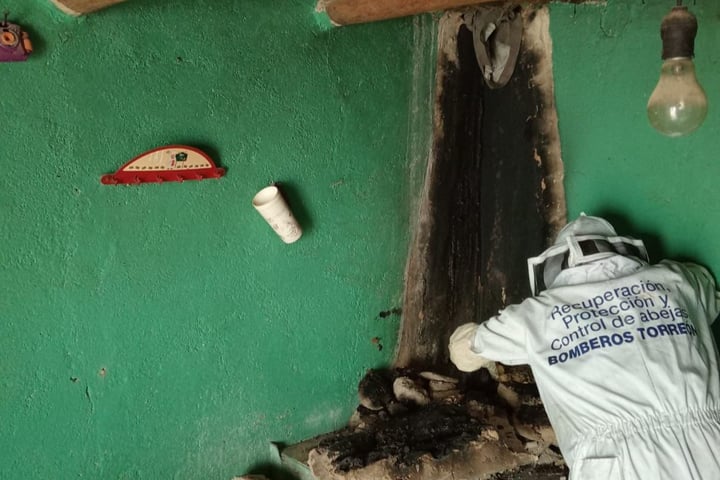 Incendian enjambre de abejas en vivienda de Viesca