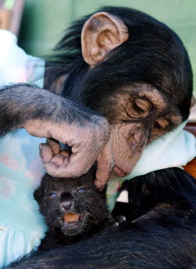 C.J. es el nombre de este chimpancé que cuida de un leopardo de dos semanas de edad.