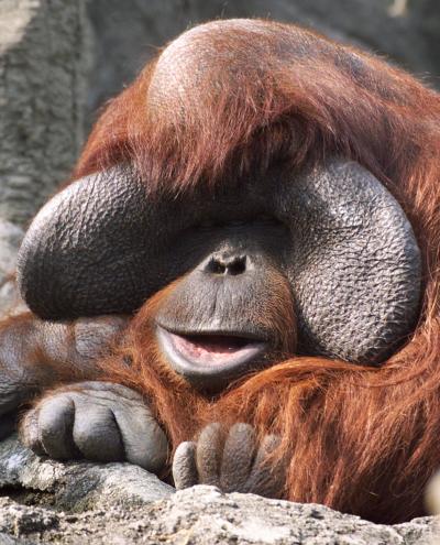 Un gran orangután toma el sol durante el día mas frío del año según especialistas en el zoológico de Taipei.