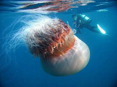 Un buzo es captado al lado de una medusa gigante, identificada con el nombre científico 'stomolophus nomurai', la cual mide más de 3 pies de diámetro y se localiza en las aguas de Fukui, una perfectura en las costas de Japón. Esta medusa puede pesar hasta 150 kg. apareció por primera vez en las aguas niponas a mediados de agosto.