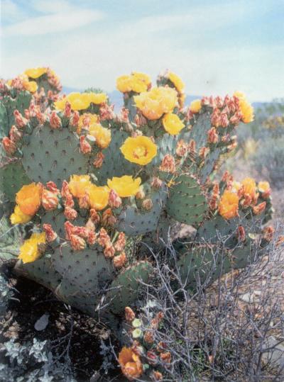 Habrá otras personas que deseen cabalgar en el desierto y llegar al pie de la montaña, buscando tal vez algún ejemplar de caza mayor o menor.