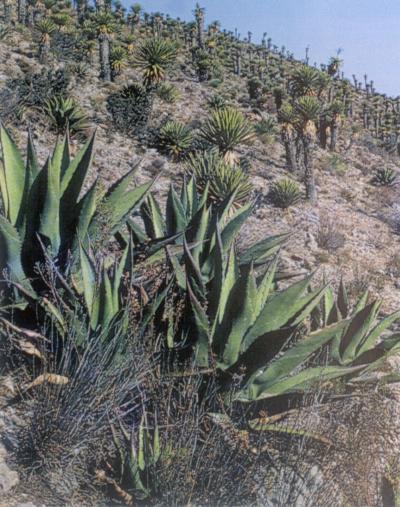 Para los que gustan de observar la naturaleza, pueden ocupar su tiempo en recorrer la llanura para admirar la gran variedad de plantas del semidesierto y en especial las numerosas variedades de cactus que guarda la región, algunas de ellas únicas en el país.