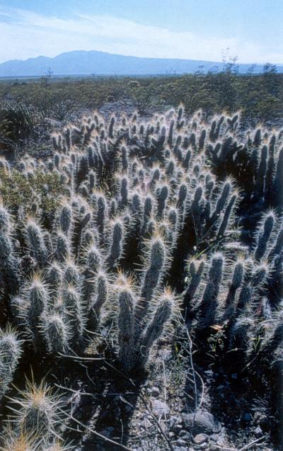 Acepta el funcionario que la Comarca Lagunera y en especial el municipio de Francisco I. Madero se encuentran en una zona semidesértica en donde no se tienen atractivos naturales de otras regiones como serían mares, lagunas, nieve o pesca, pero a cambio hay otro entorno natural que para miles de personas resulta atractivo y que hasta el momento no se ha explotado. Y lo que es peor, estamos terminando con ese gran potencial porque al no estar atendido, es presa del hombre como depredador.