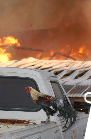 Hasta entonces dijo desconocer las causas que originaron el incendio, pero que todo el personal a su cargo tenía instrucciones de no entorpecer la labor que desarrollaban los cuerpos de seguridad para sofocar el fuego y rescatar los vehículos que ahí se mantenían estacionados. Por el contrario, aseguró, se les había prestado todo el apoyo.