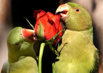 Día del Amor y la Amistad en un zoológico de La India.