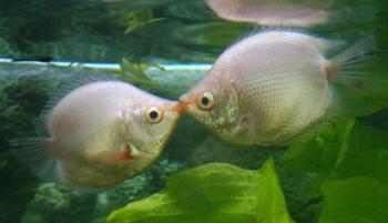 Día del Amor y la Amistad en un acuario de China.