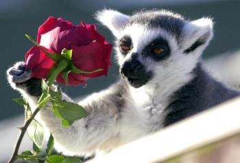 Día del Amor y la Amistad  en un zoológico de Gran Bretaña.