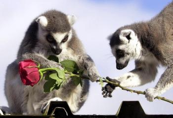 Día del Amor y la Amistad  en un zoológico de Gran Bretaña.