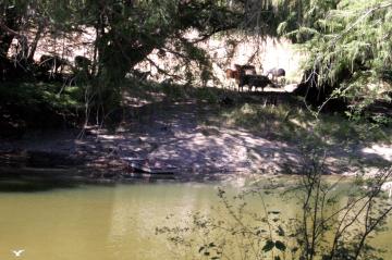 La Alcaldesa asegura que se reunirá con Miguel Ángel Jurado, gerente regional de la CNA, para hablar sobre las concesiones de terrenos federales que se encuentran dentro del área natural protegida del Cañón de Fernández, pues los particulares suelen cercar la superficie, incluyendo las márgenes del río Nazas.