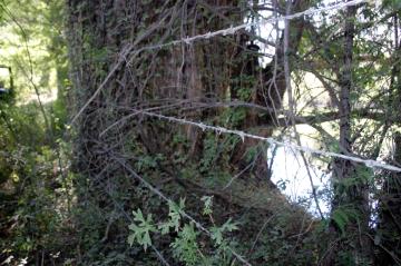 Indudablemente que el inventario ecológico es amplio, pero en el primer año visualizo tres proyectos: la ribera del río Nazas, Graseros, las Grutas del Rosario, el objetivo es incorporar a las comunidades rurales con proyectos que beneficien con empleos y de medio ambiente”.