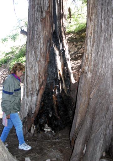 Señala que el Cañón de Fernández es la primera ruta ecológica de un proyecto que contempla a Nuevo Graseros y las Grutas del Rosario. “Estamos estableciendo las acciones que realizaremos para el cuidado del medio ambiente en los próximos tres años, me parece que es importante decir que nuestro principal reto es contar con guardia forestal”.