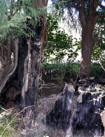 Rosario Castro Lozano, alcaldesa de Lerdo, realizó un recorrido por el Cañón de Fernández, cuyo fondo sirve de cauce al río Nazas. La acompañaron ambientalistas, investigadores y comisariados ejidales.