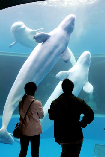 Están provisto de dientes y pueden fluctuar entre los 200 y 260 dientes, son los animales mas juguetones que hay en el mar y se les ve dando saltos y tumbos en las olas de los mares. Siguen a los buques por espacio de centenares de millas y por rápida que sea la marcha nunca se quedaran resagados.