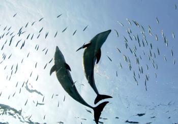 El paradisíaco Hakkeijima en Yokohama, Sur de Tokio, ofreció un majestuoso show de delfines a los miles de turistas que llegan anualmente al lugar.