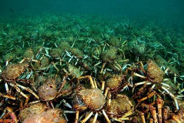 Fotografía de archivo sin fecha que muestra a decenas de millares de centollos, que ocupan la extensión equivalente a un campo de futbol, en la bahía Port Phillip de Melburne.

Se cree que estos cangrejos, que normalmente se mueven en pequeños grupos, se han reunido con la intención de reproducirse.