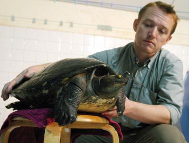 El miembro de la Sociedad de la Vida Salvaje, Martín Gilbert, alimenta a una especie rara de tortuga llamada “Royal”. Esta tortuga tiene implantado un microchip en su pierna para evitar que se pierda.