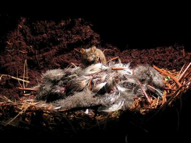 Foto difundida por la real sociedad británica para la protección de las aves (rspb, en inglés) muestra los restos de un ave marina ante un ratón en la isla de gough, en el Atlántico Sur.
La rspb ha informado de que ratones de gran tamaño están devorando cerca de un millón de crías de aves marinas cada año en la región del Atlántico Sur y que, en consecuencia, algunas especies están en peligro de extinción.